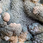 Синяя и серая плесень